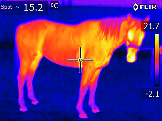 How Thermal Imaging Can Help Your Horse