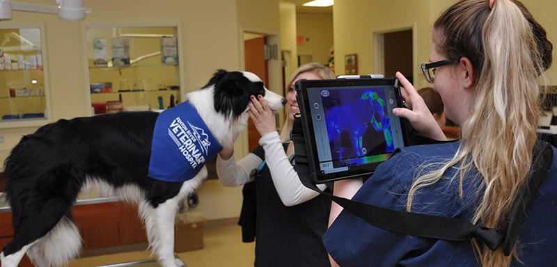 Thermal Imaging Uses in Veterinary Medicine